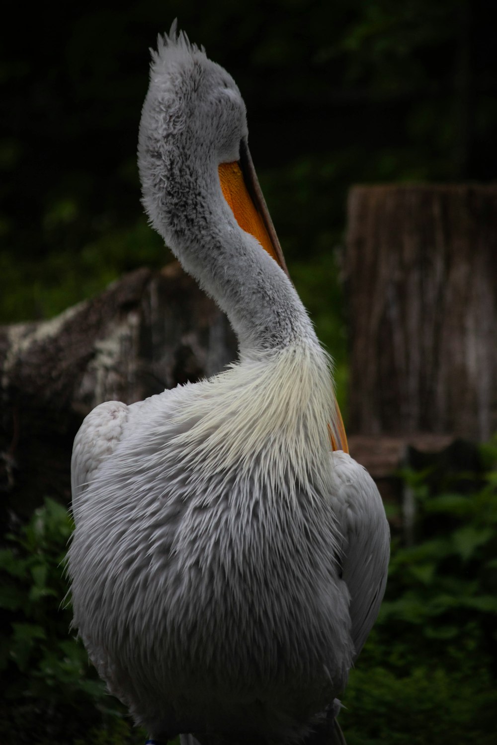 a bird with a long beak