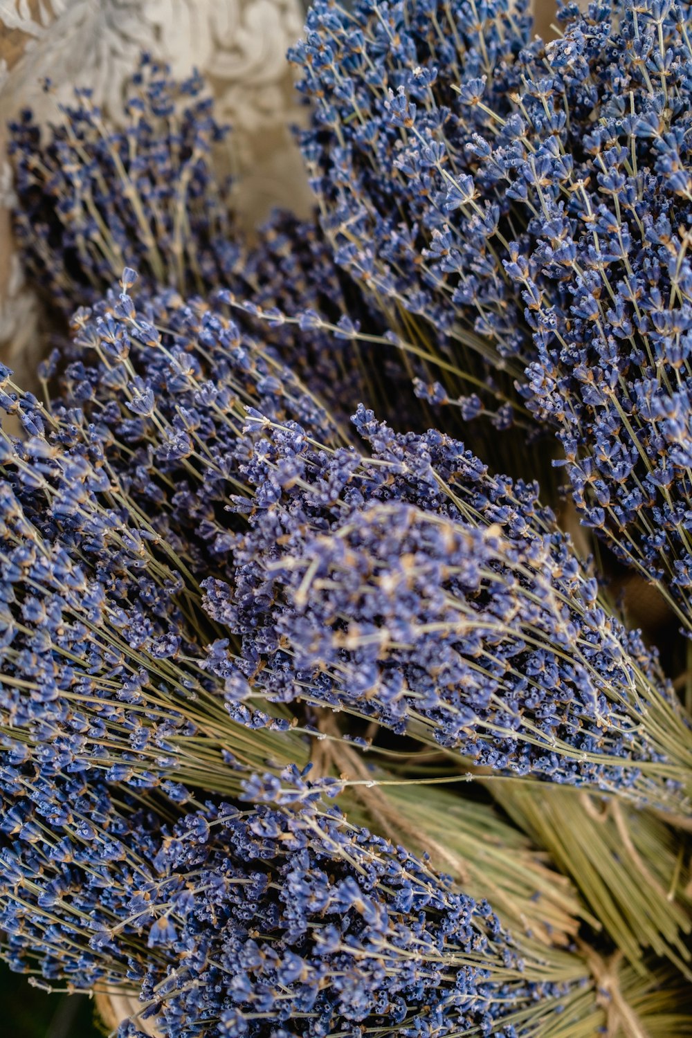 a close up of purple flowers