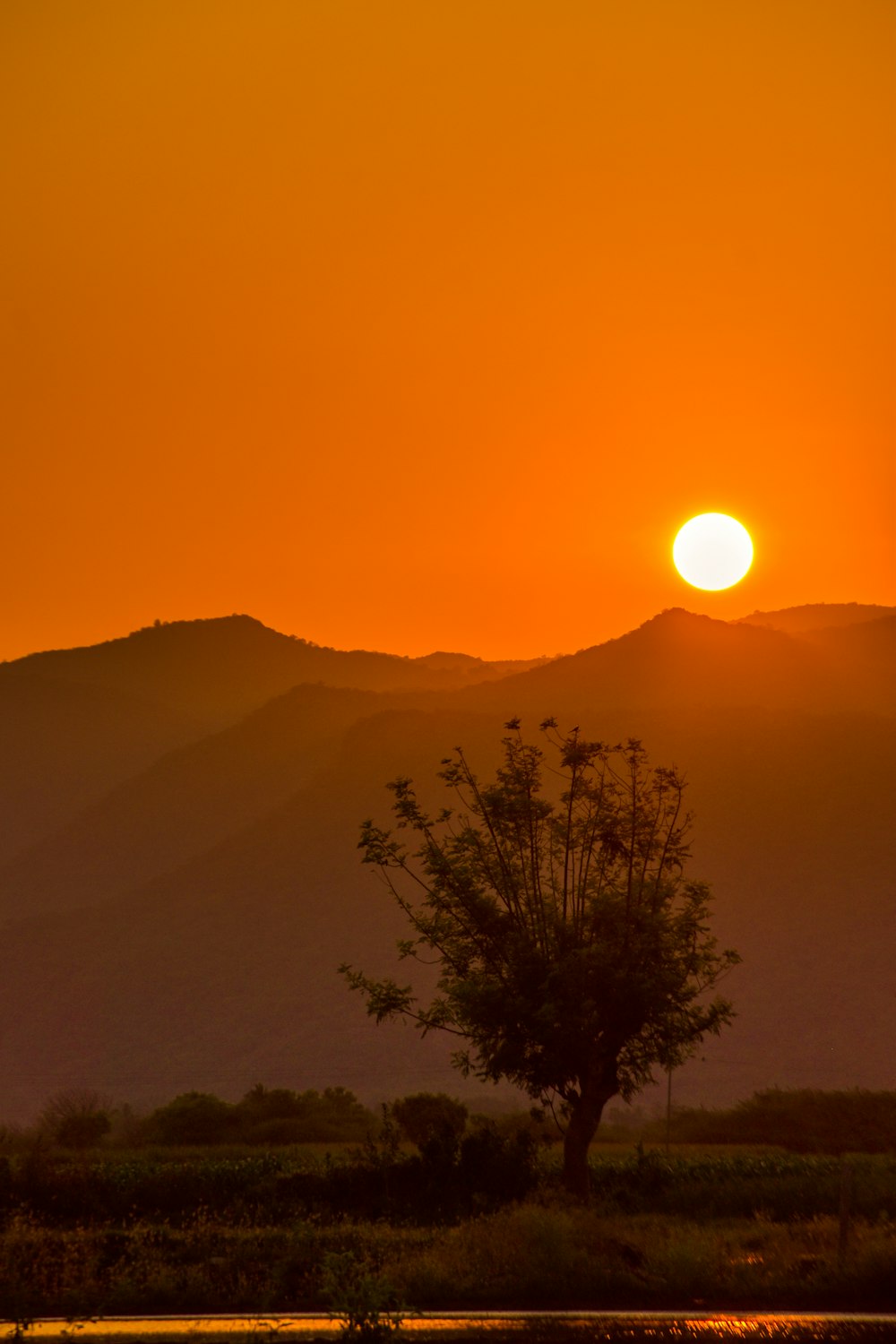 a tree in front of a sunset