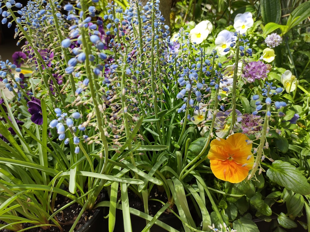 a field of flowers