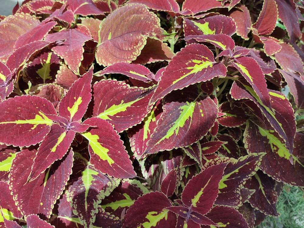 a group of colorful leaves