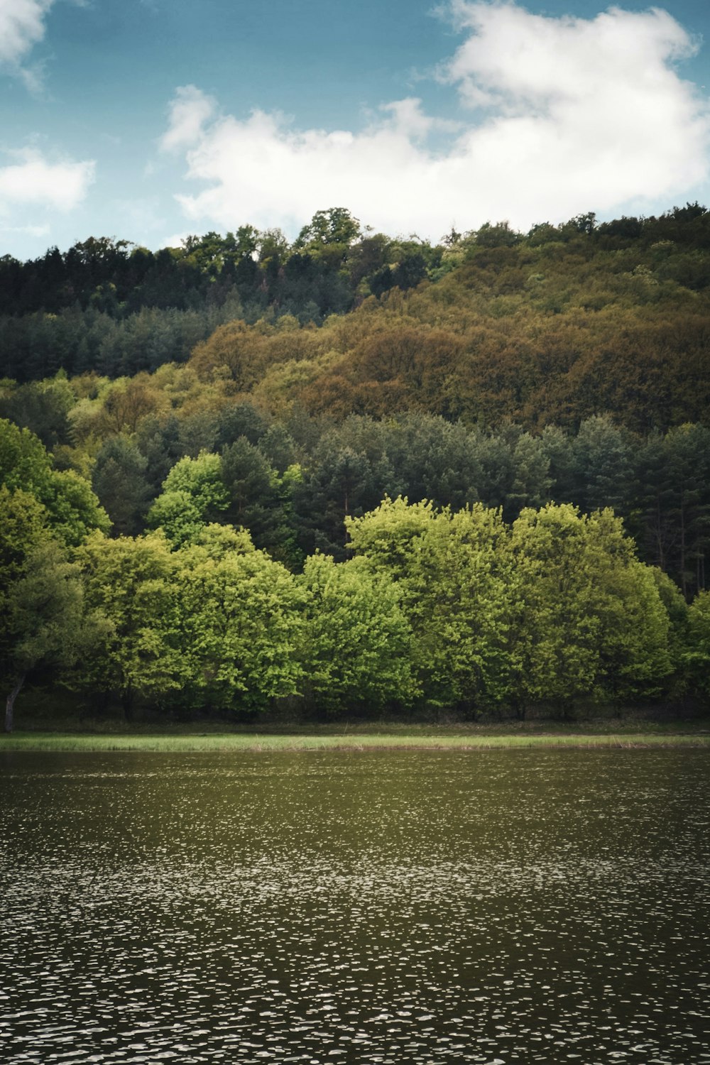 a body of water with trees around it