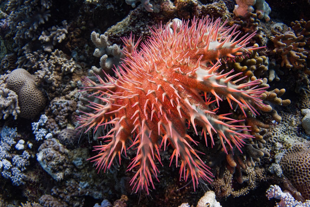 a red sea creature