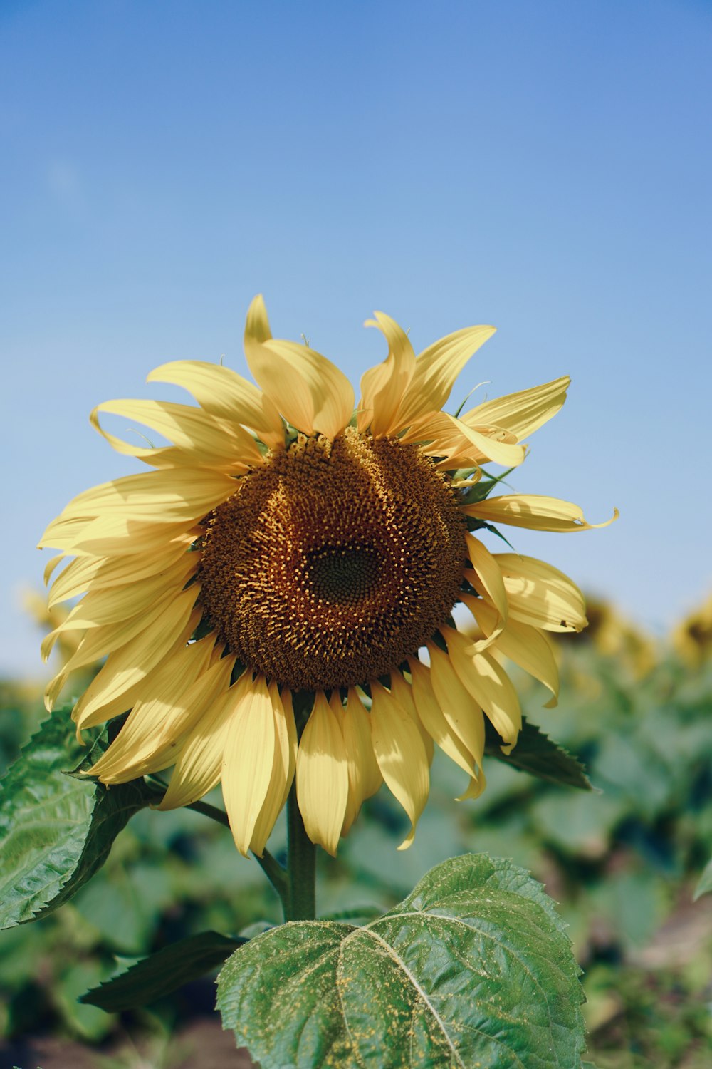 un girasole con un grande centro