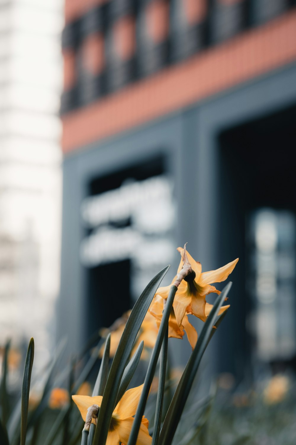 a close-up of some flowers