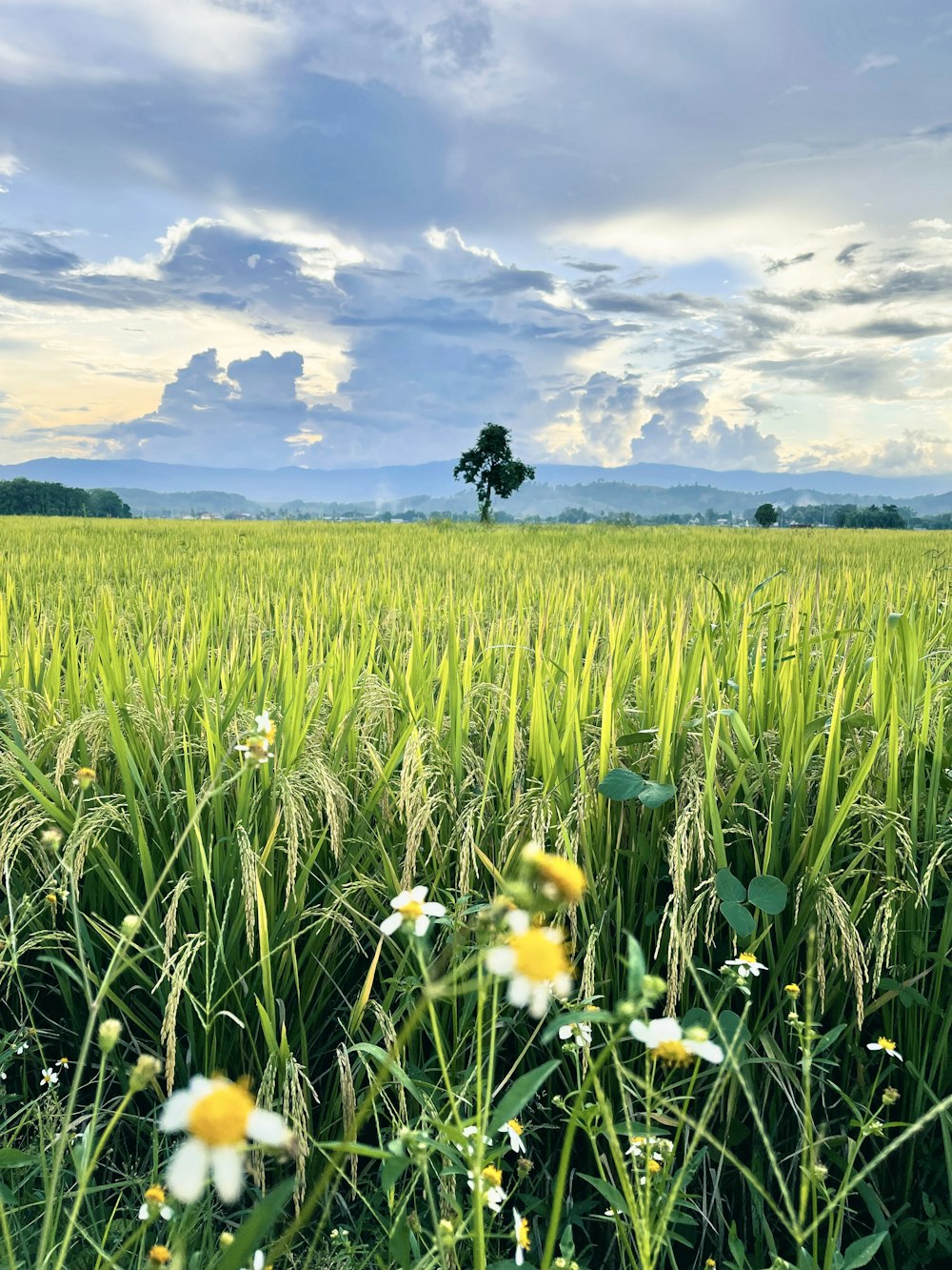 a field of flowers