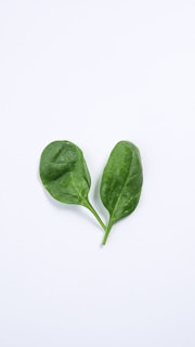 a fresh basil leaf