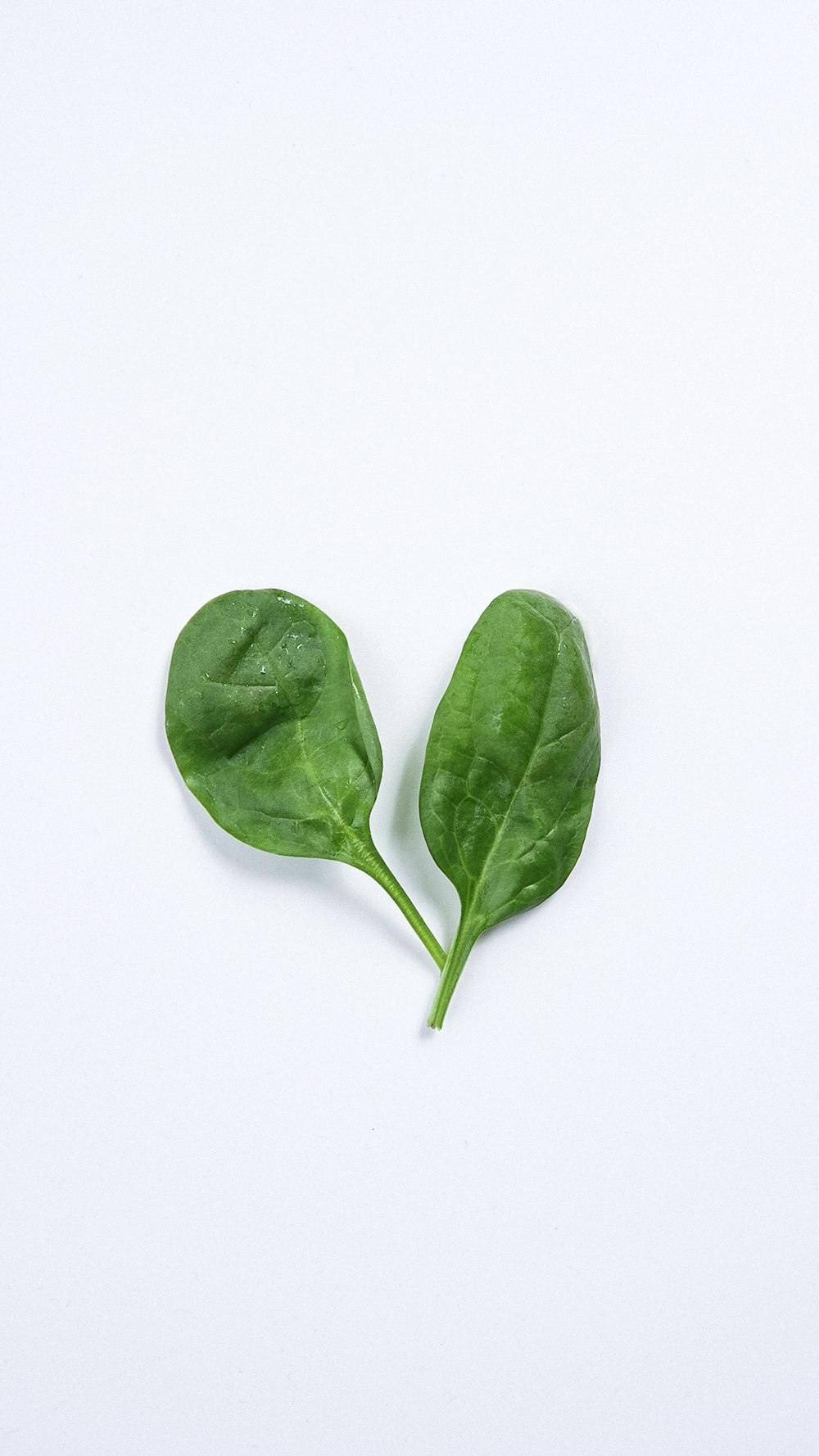 a green leaf with a white background