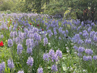 A beautifully landscaped garden with vibrant flowers and lush greenery under a clear blue sky.