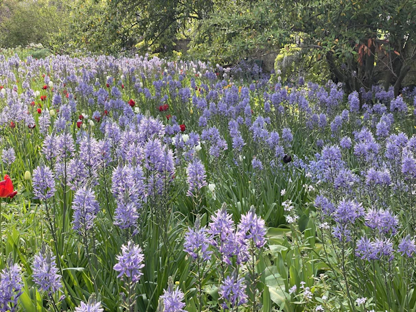 A beautifully landscaped garden with vibrant flowers and lush greenery under a clear blue sky.