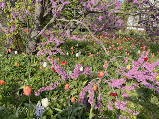 A vibrant spring garden with blooming tulips and fresh green shrubs.