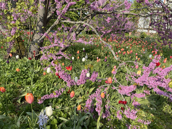 A vibrant spring garden with blooming tulips and fresh green shrubs.