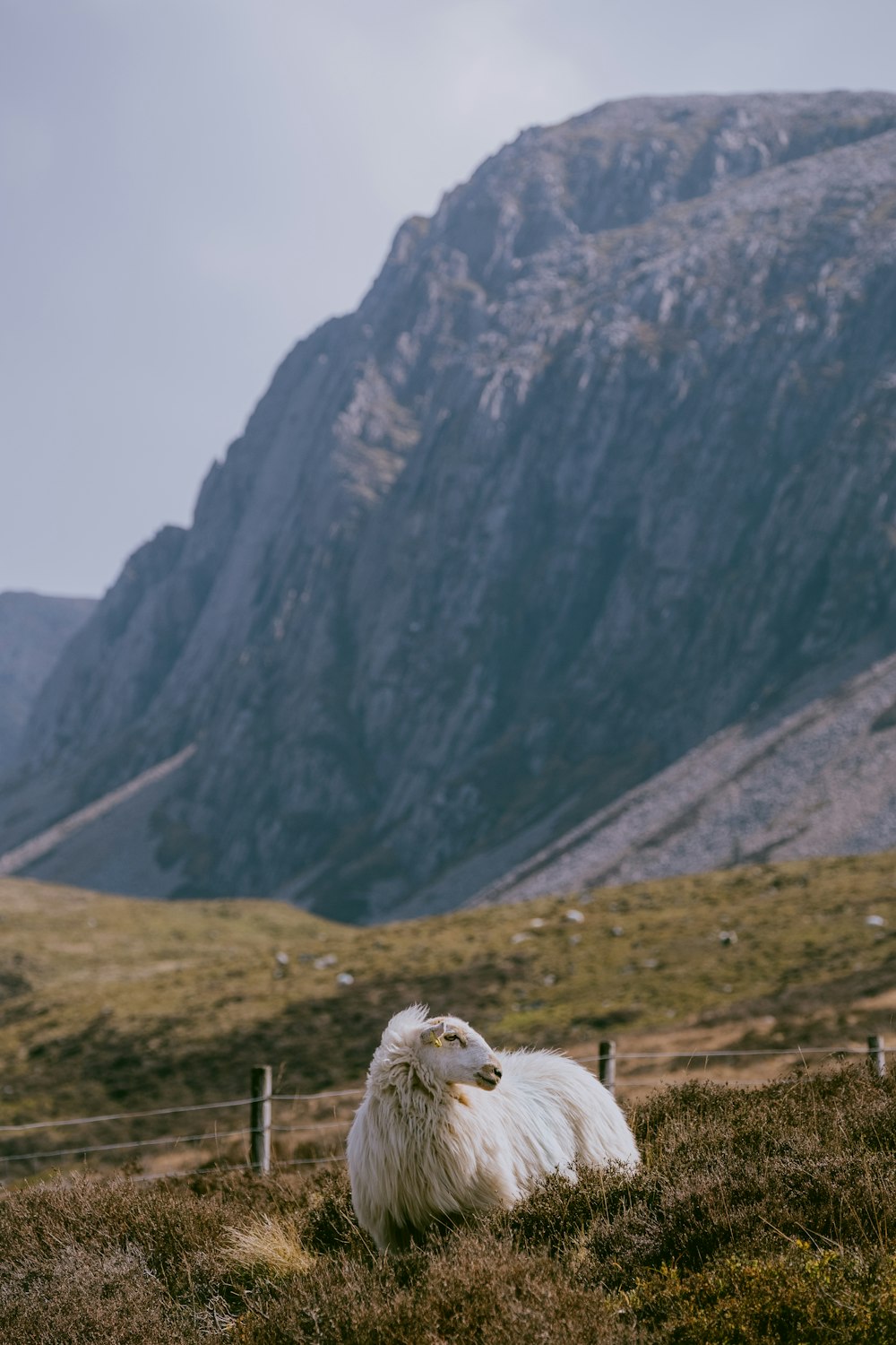 a sheep on a hill