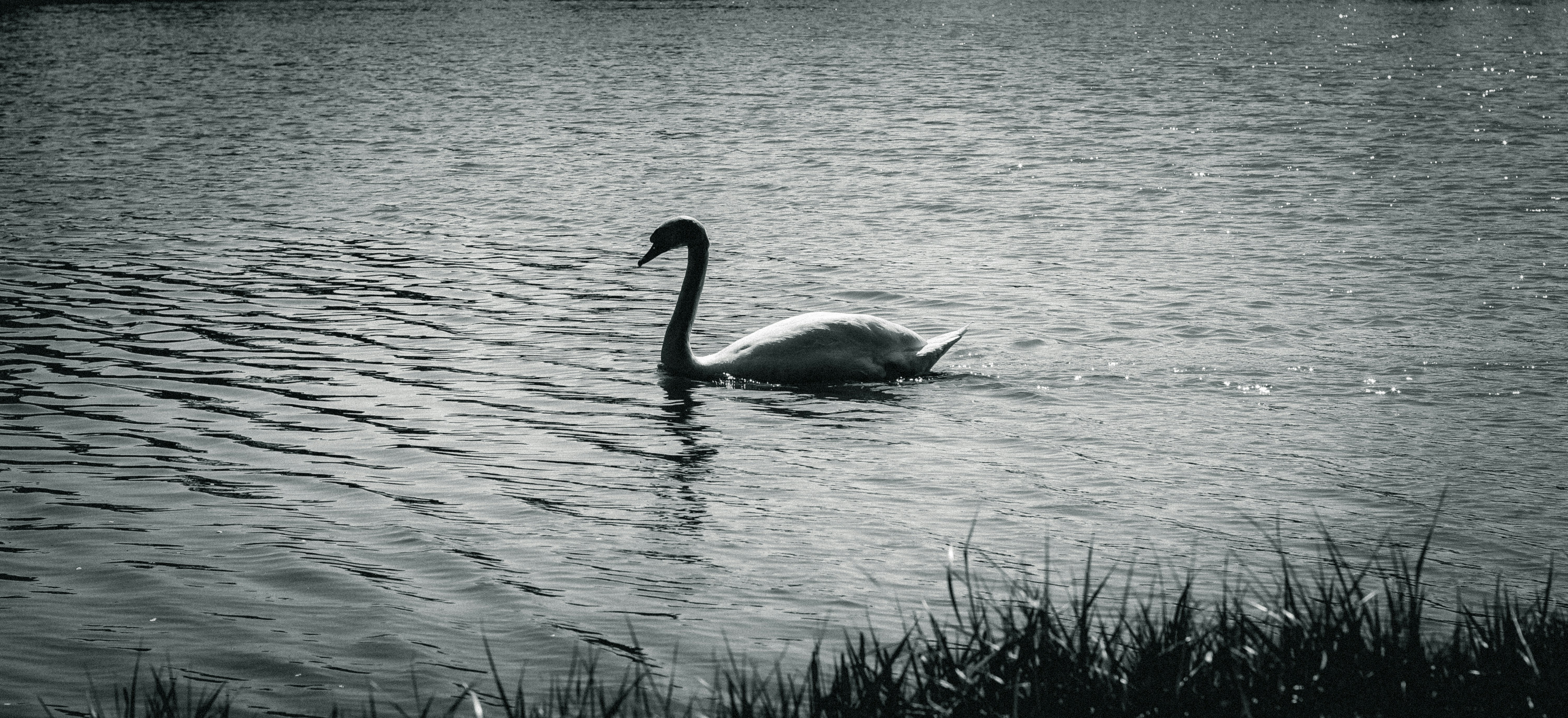 a swan swimming in a lake