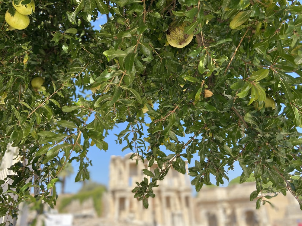 a tree with leaves