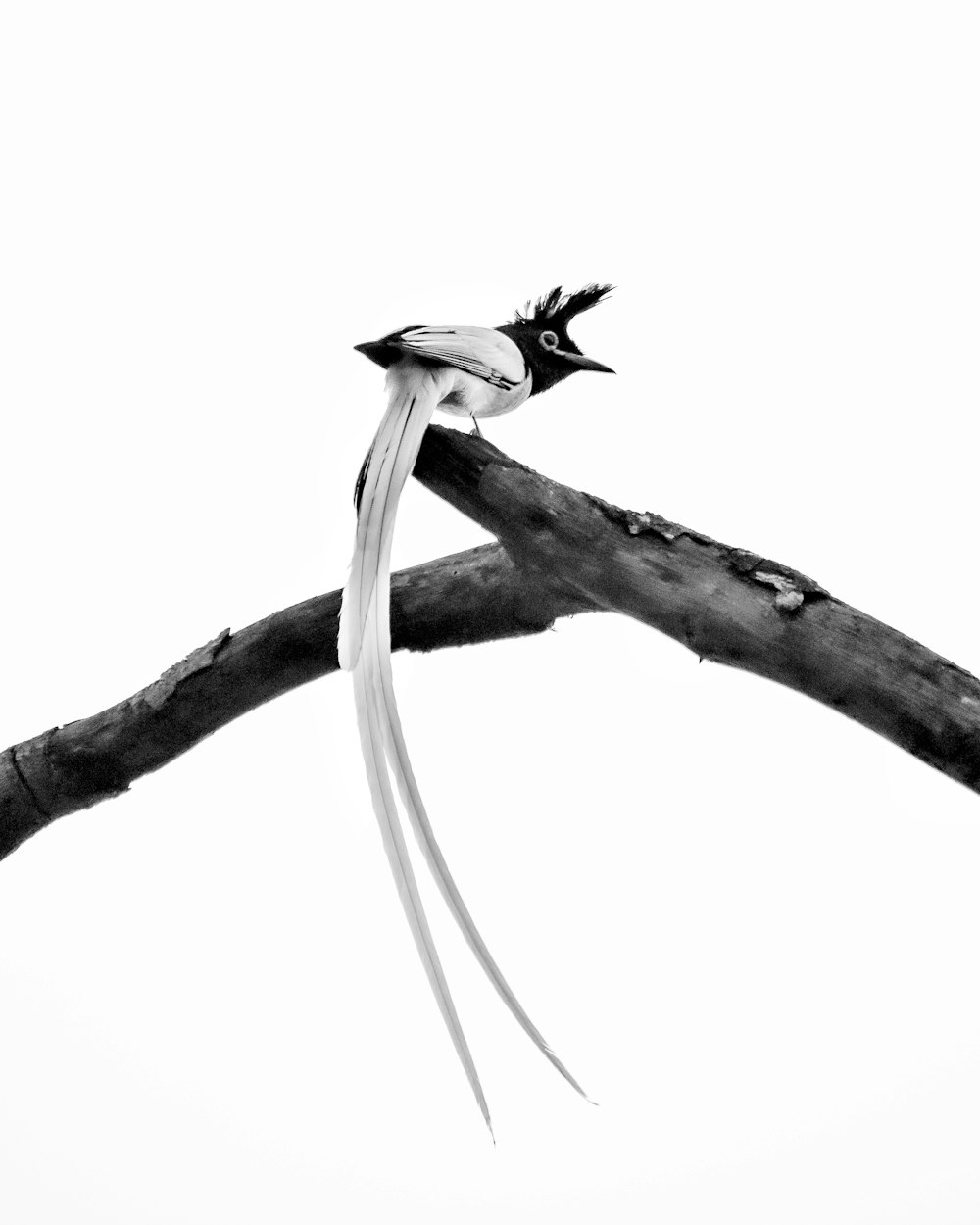 a bird on a branch