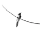 a bird sitting on a branch