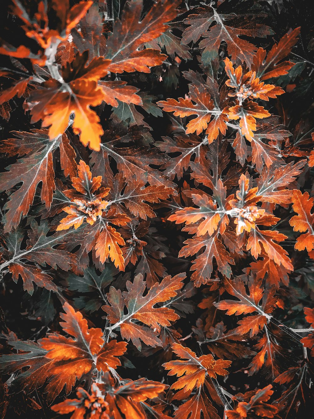 a close up of some leaves