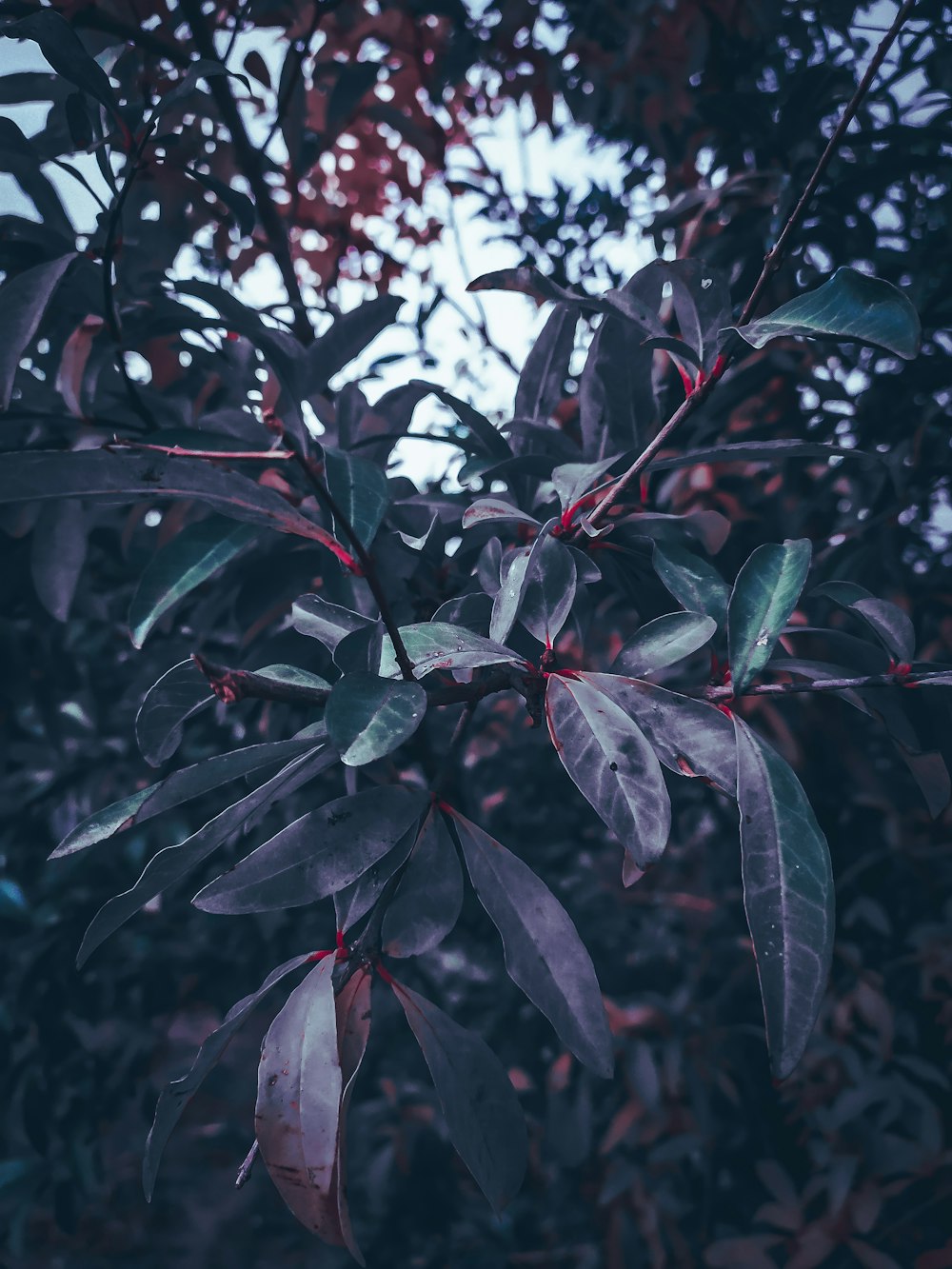 a close up of a tree