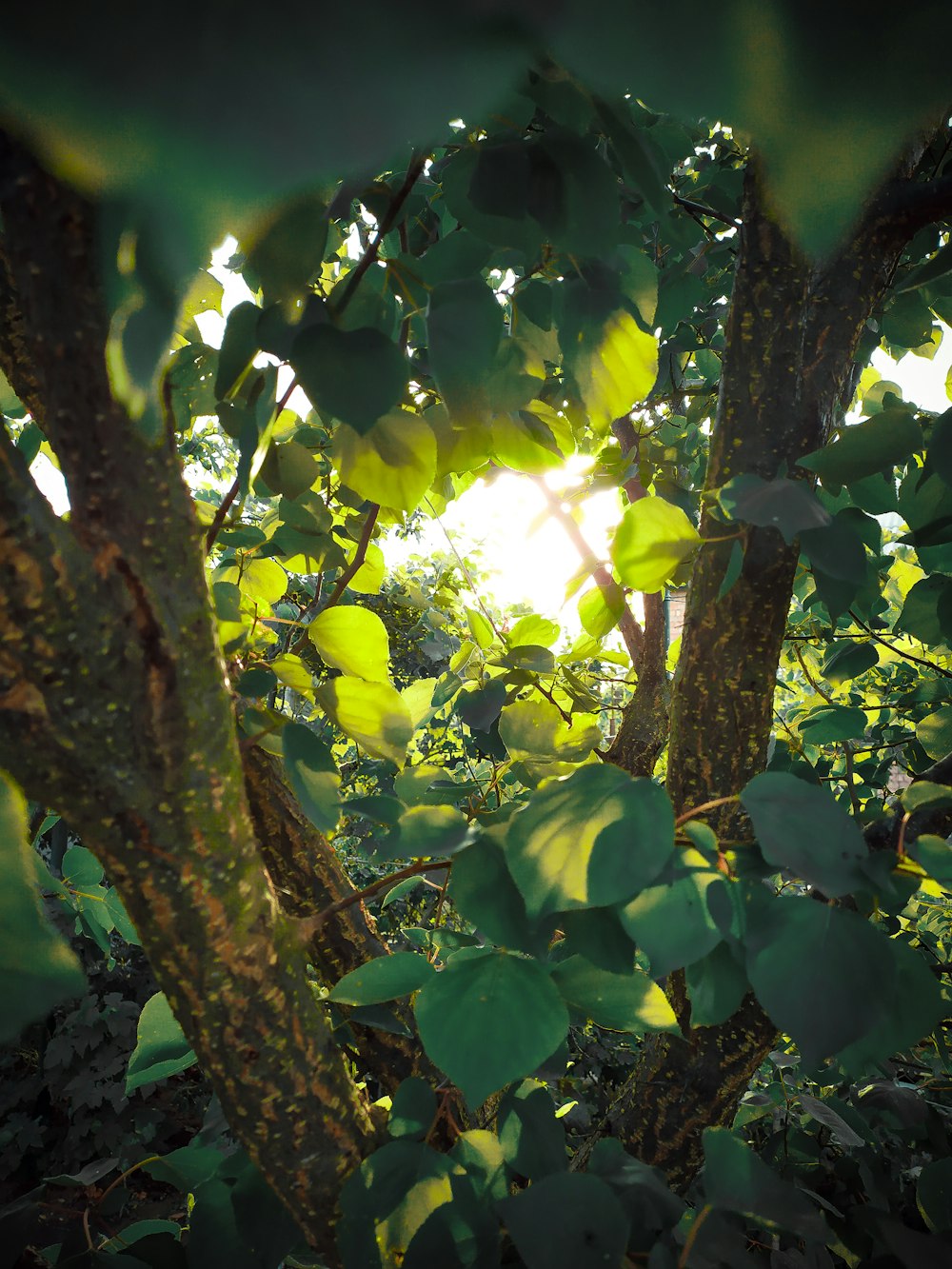 a tree with leaves