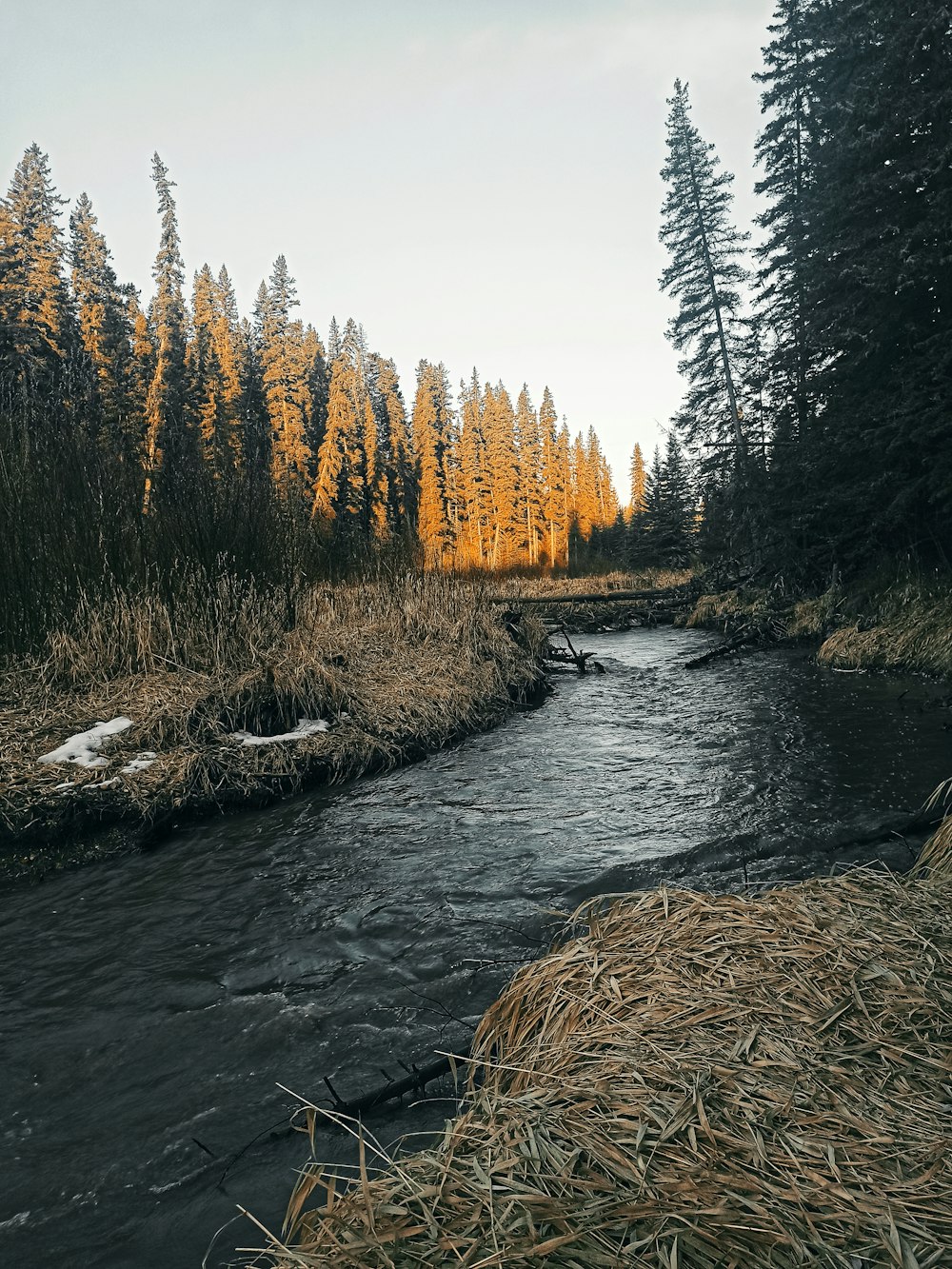 a river with trees on the side