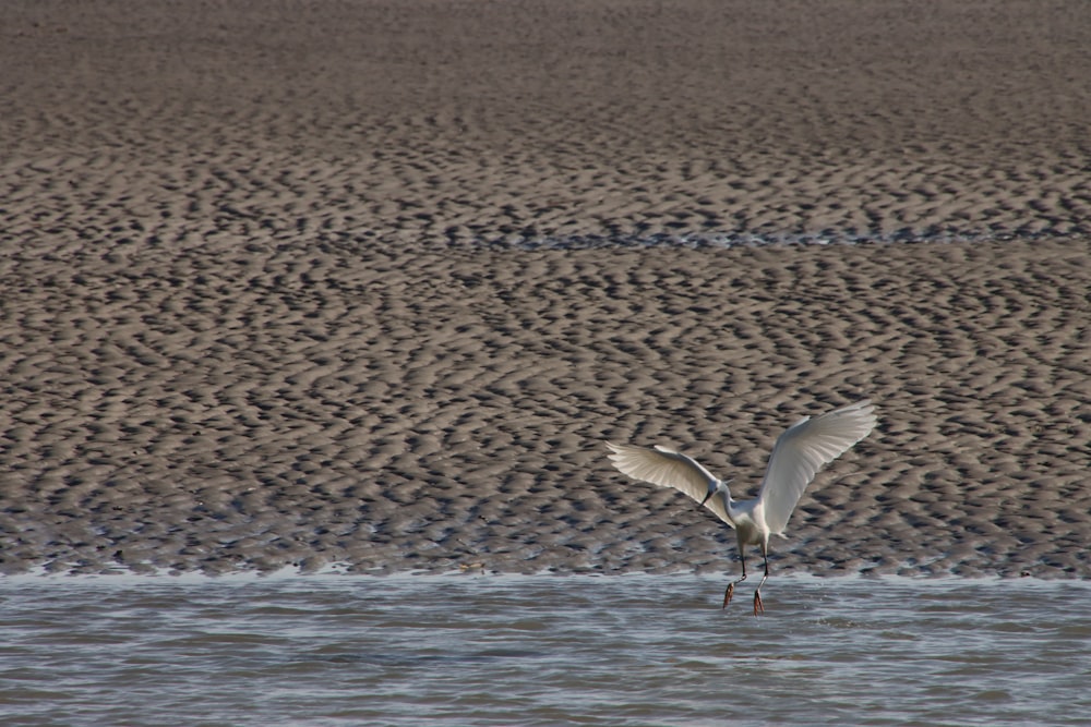 a bird flying over water