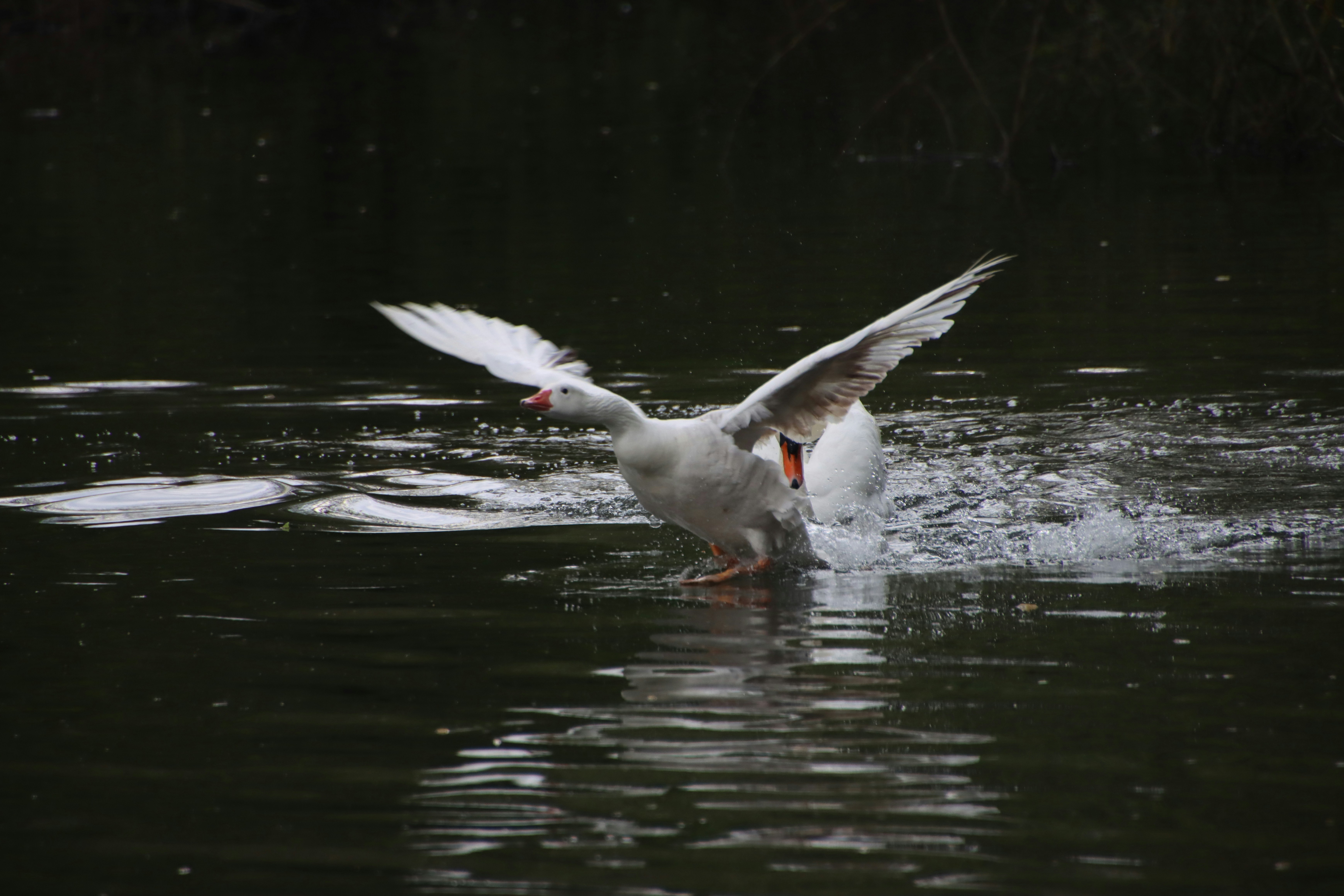 photo-1651433555013-a7cc950b4980