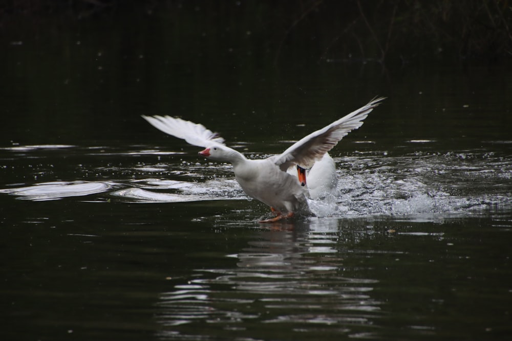 a bird flying over water