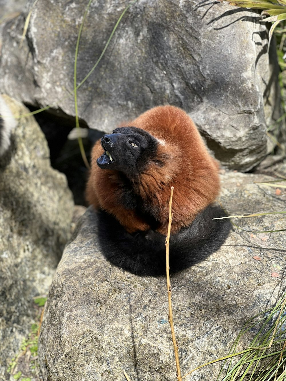 a brown animal with a long nose