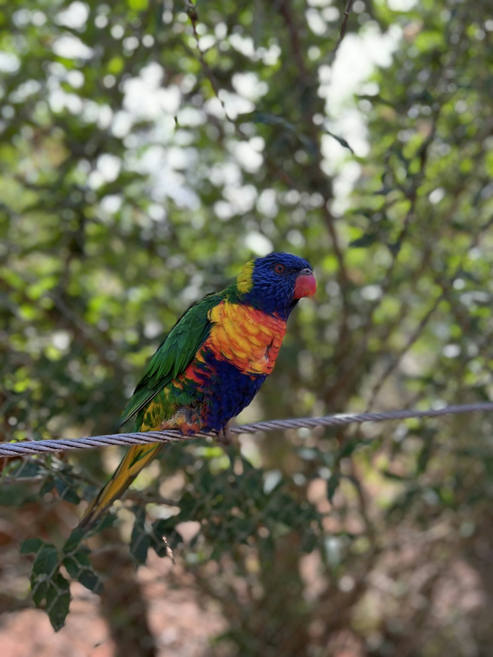 a colorful bird perched on a wire