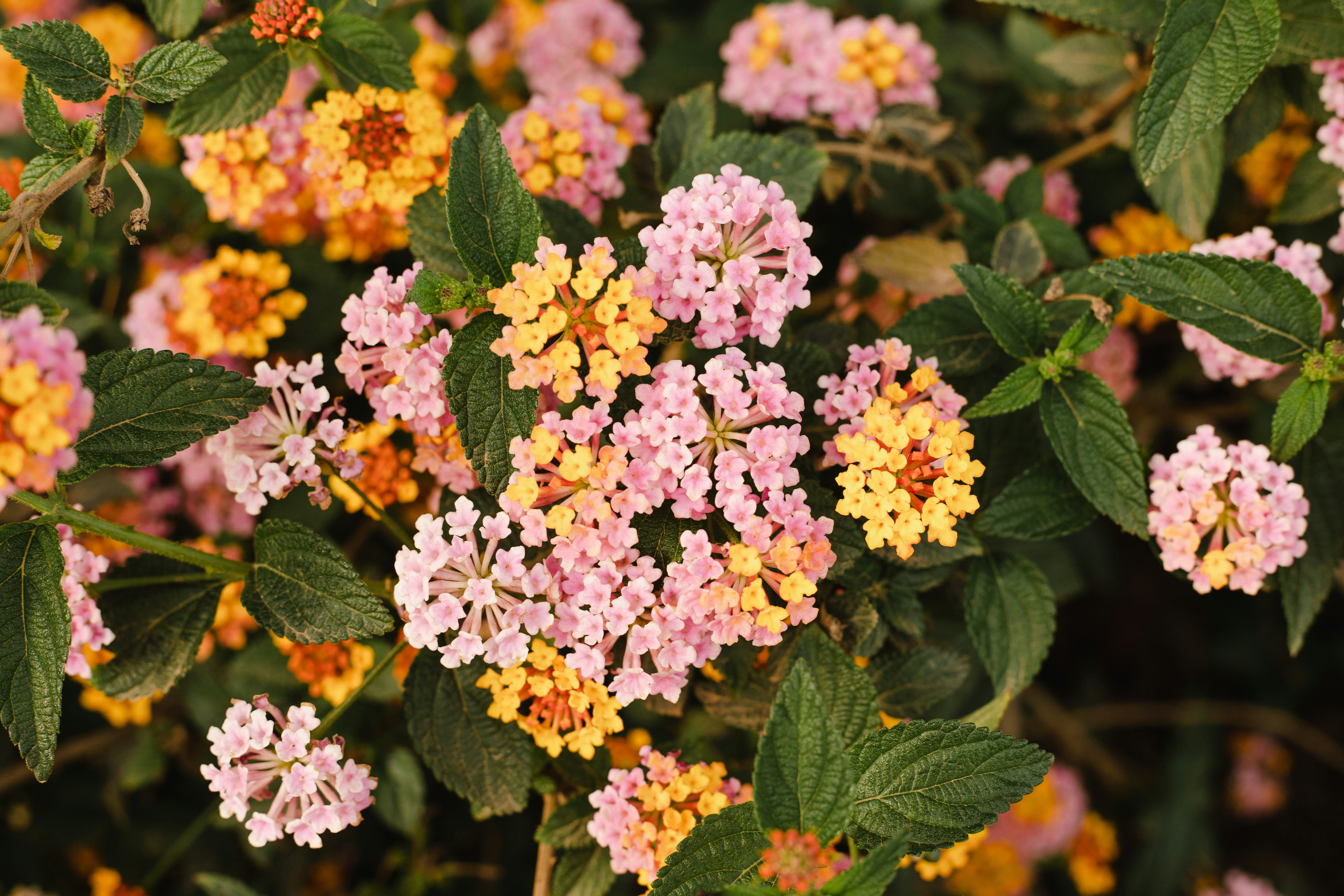 Photo by juliamatuzova