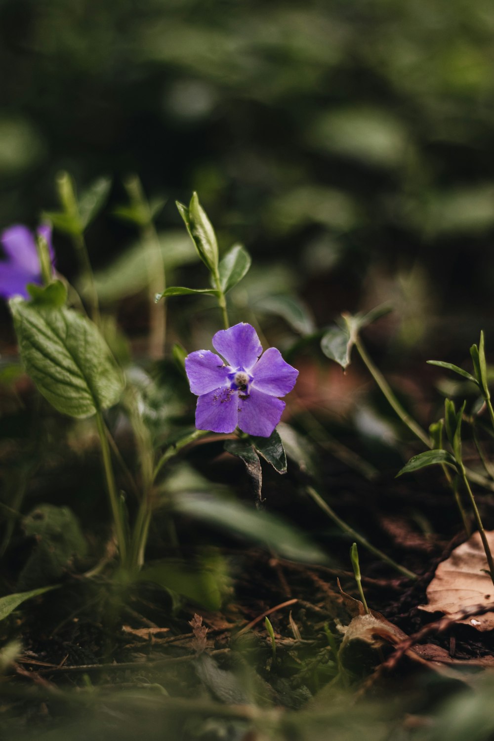 a purple flower on a plant