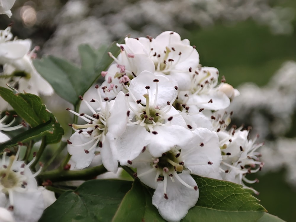 um close up de uma flor branca