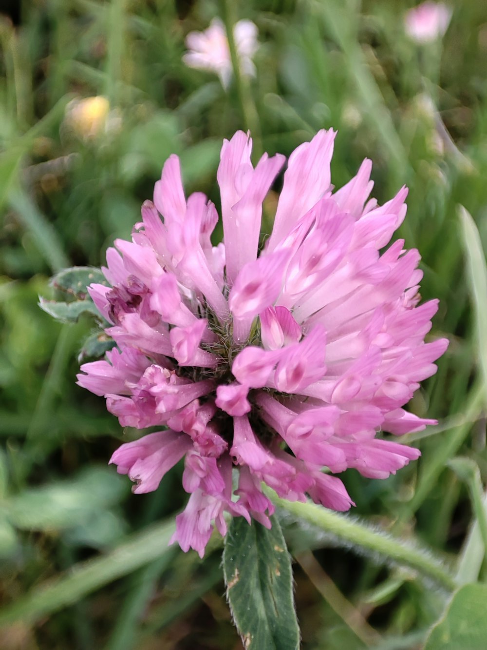 a close up of a flower