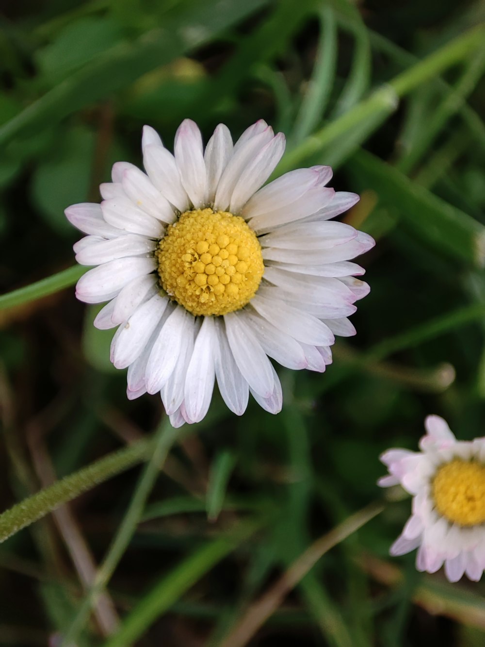 eine weiße Blume mit gelber Mitte