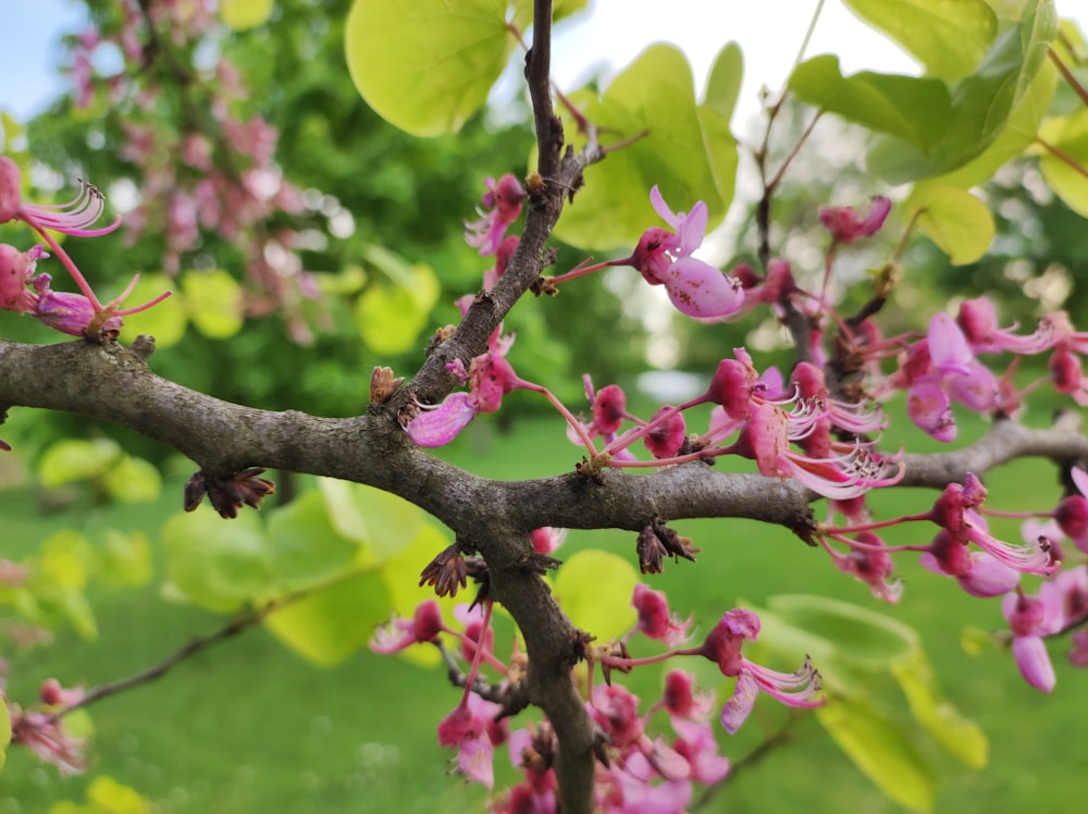 a close up of a tree branch with pink flowers