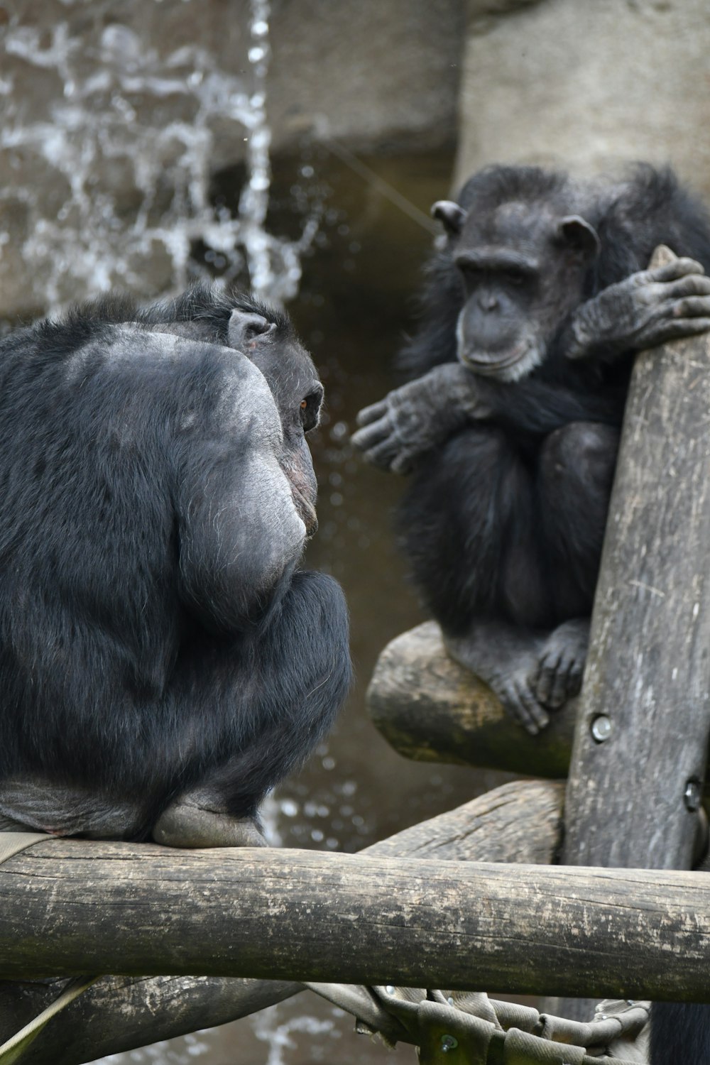 a group of monkeys sitting on a tree branch