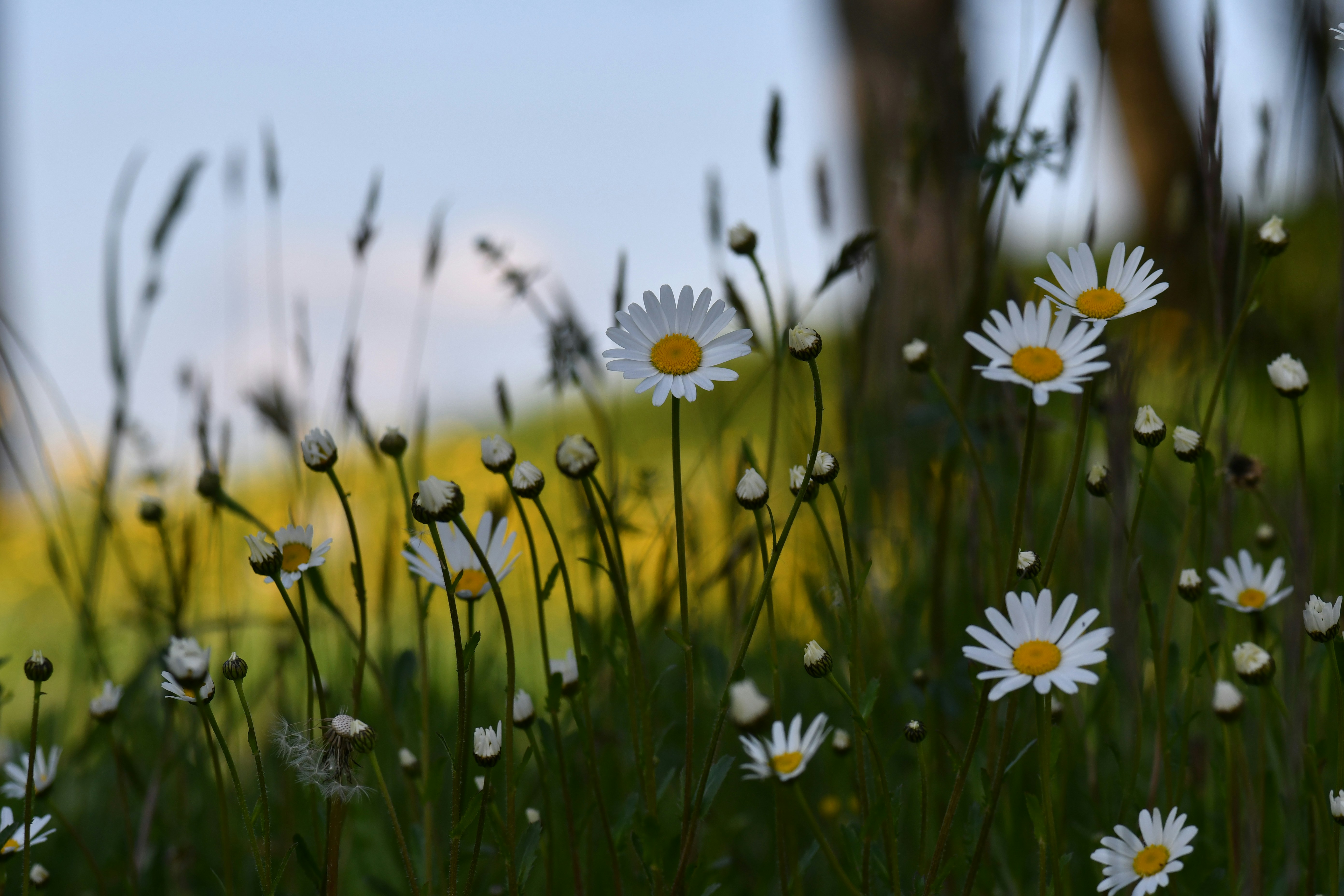 Photo by pedrino5_official