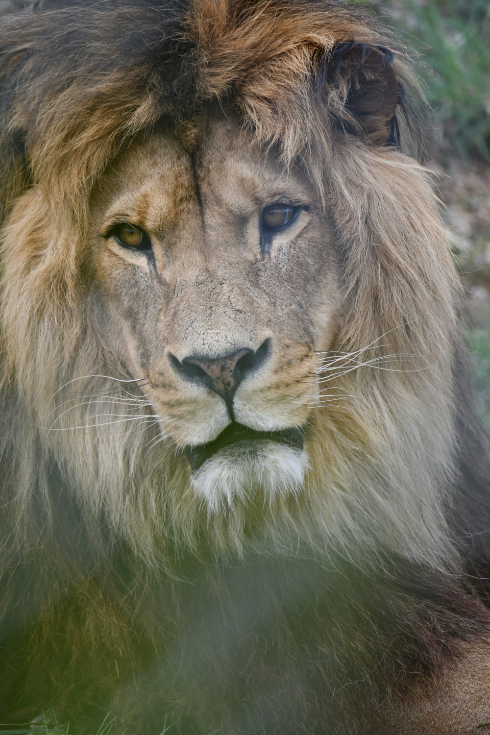 a lion drinking water