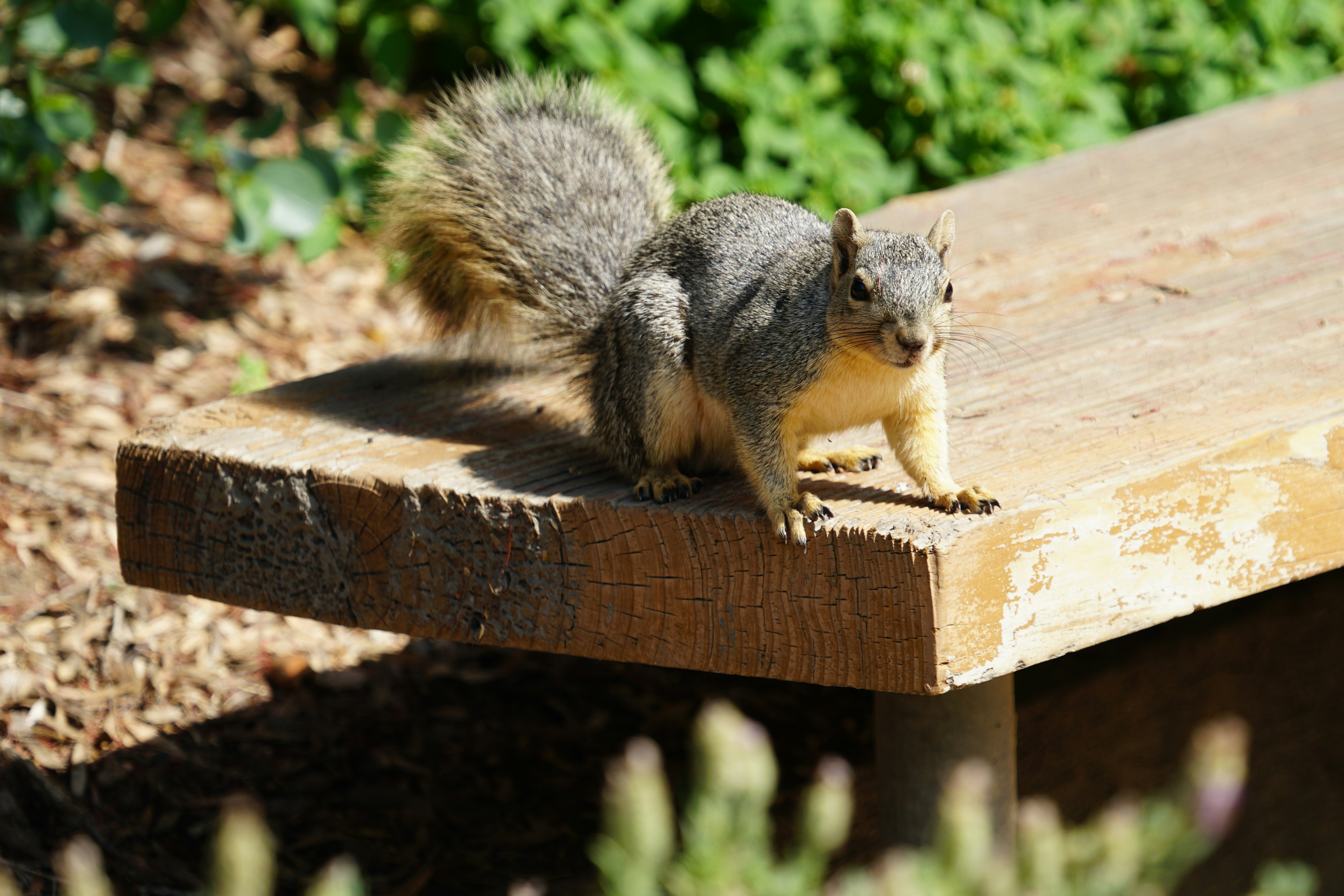 Photo by joshogden360