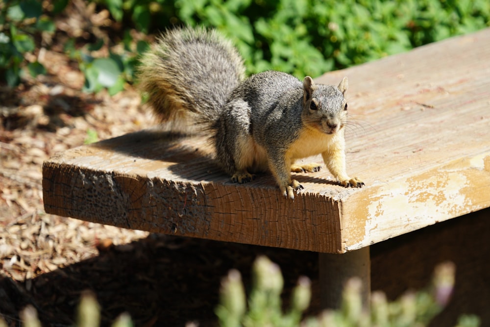 a squirrel on a wood bench