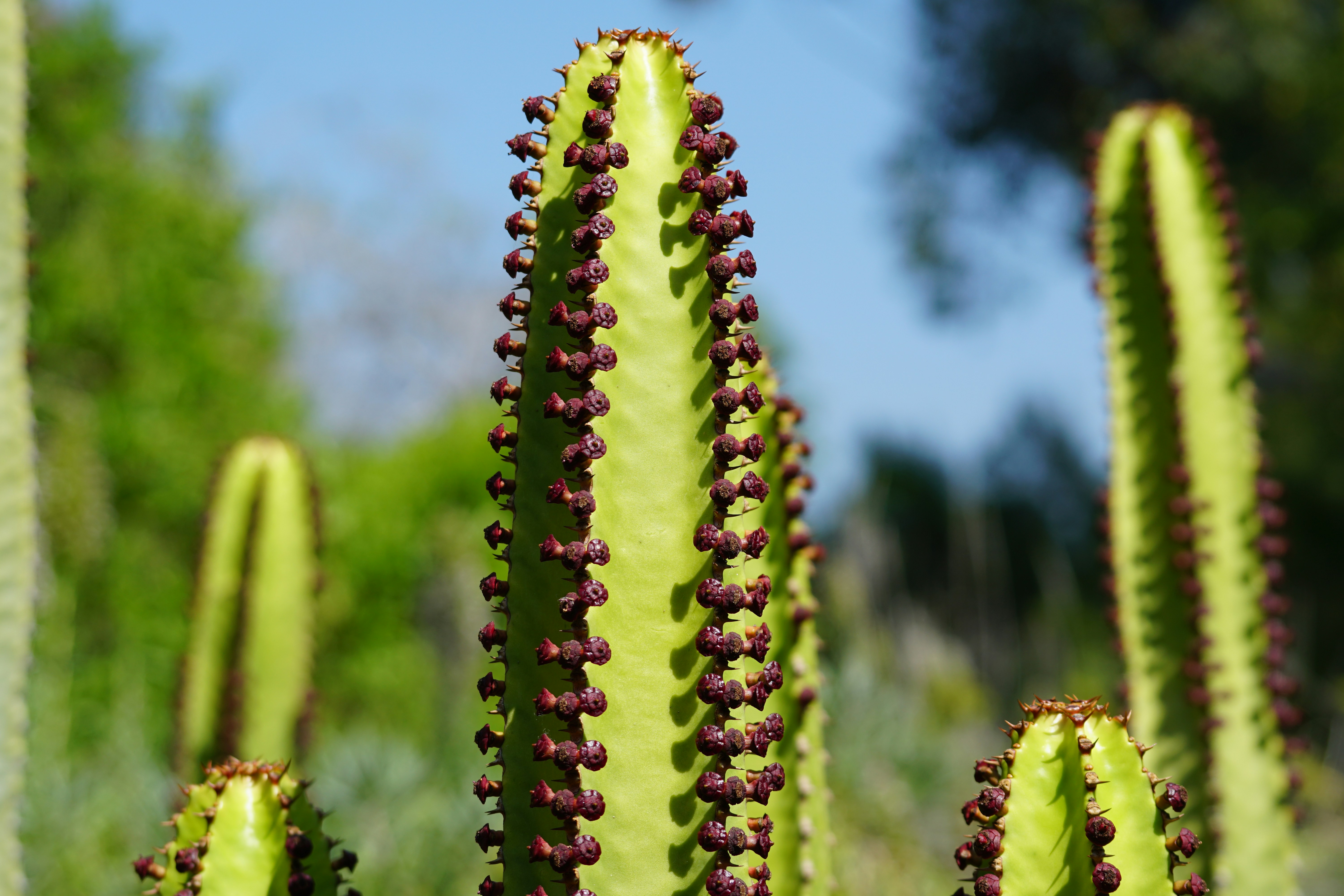 a cactus with red flowers