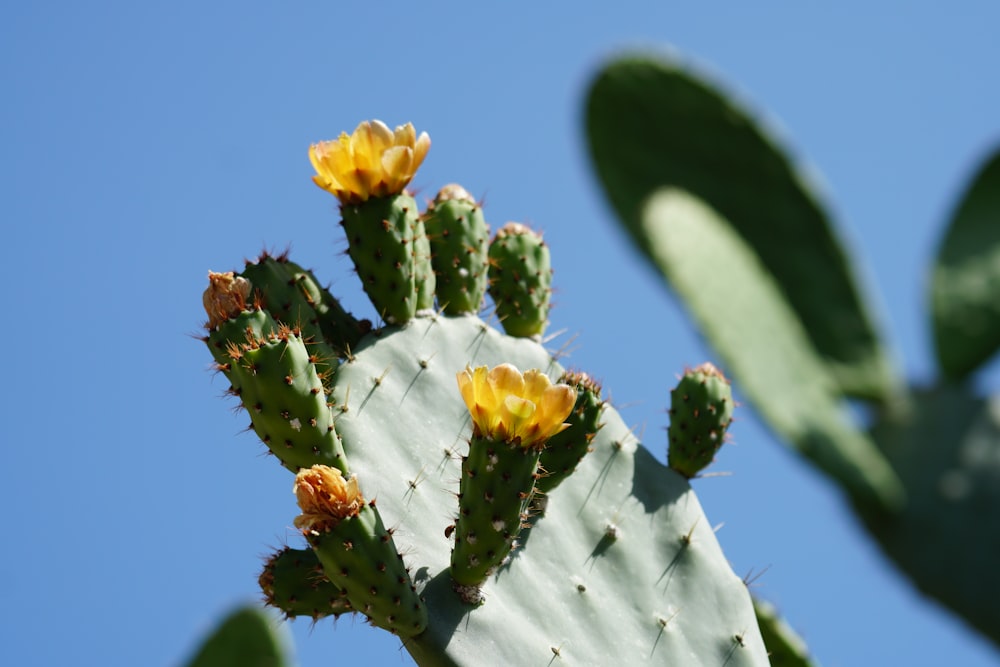 a close up of a plant