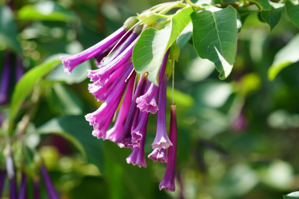 a purple flower with green leaves