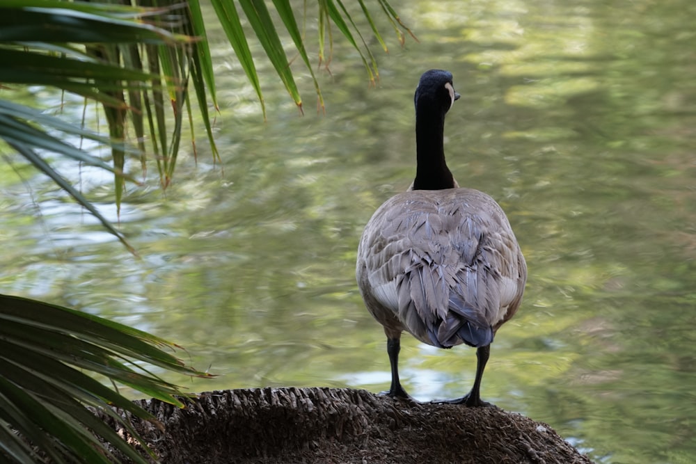 a bird standing on a log