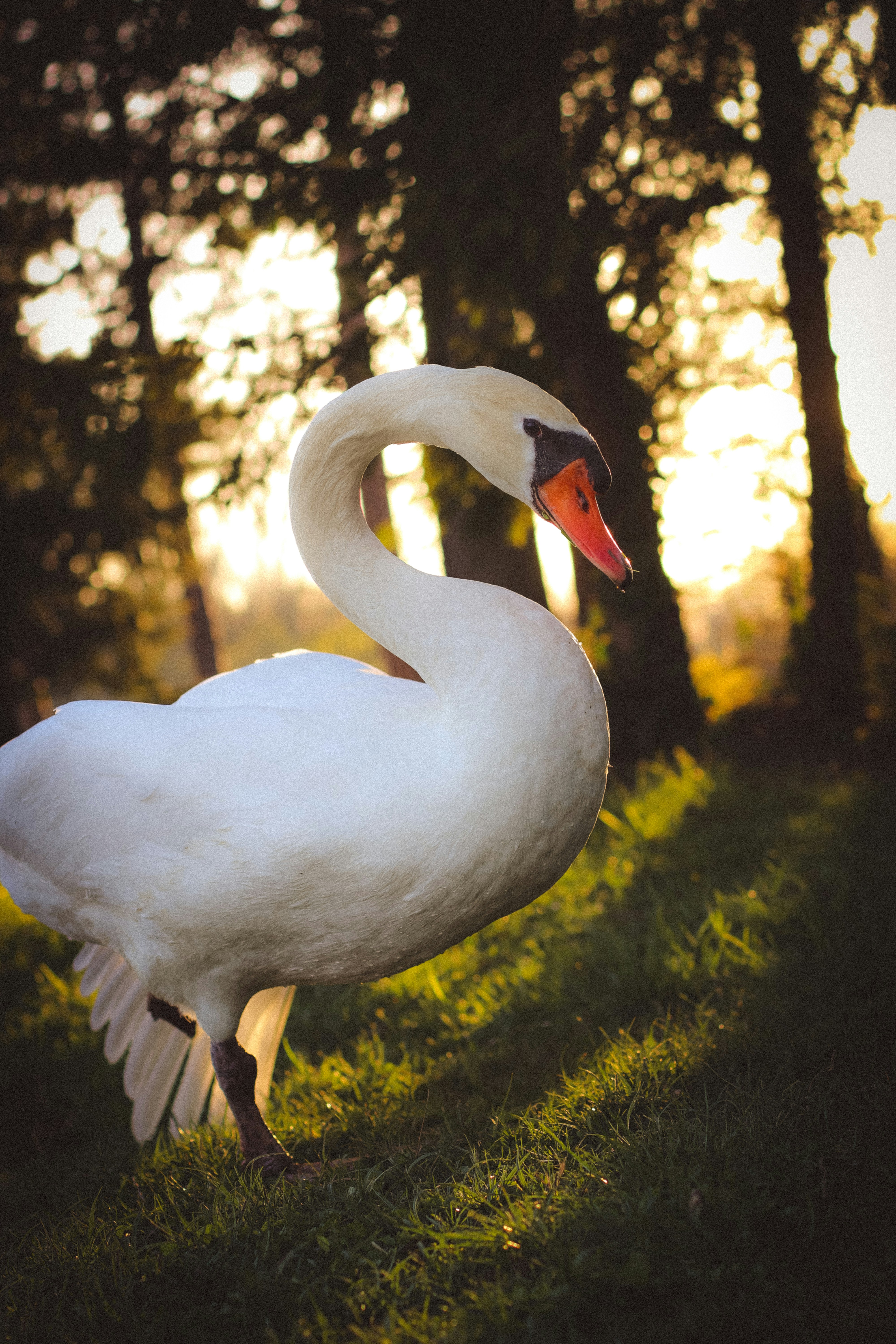 a white bird with a long beak