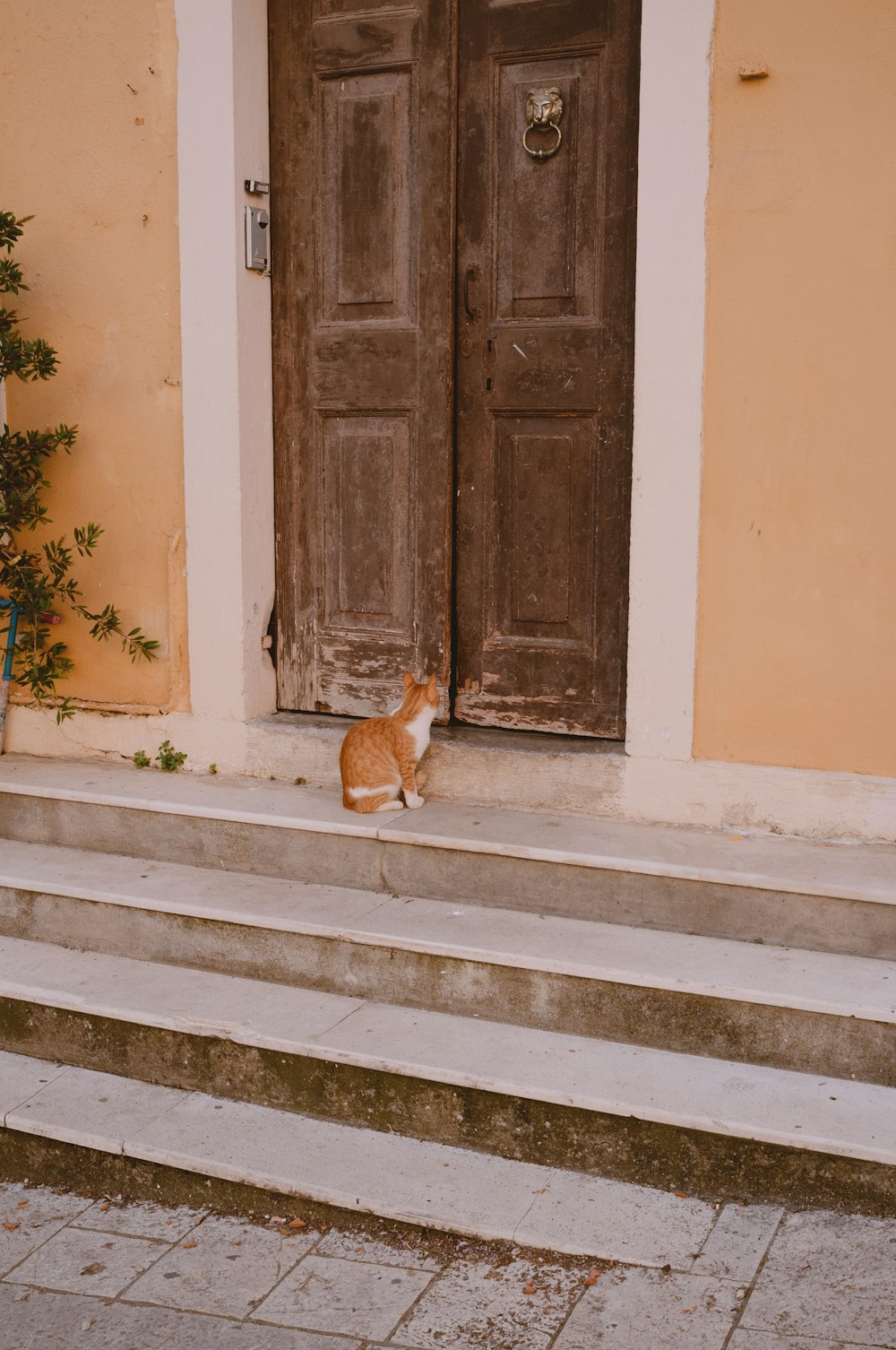 Eine Katze sitzt auf den Stufen