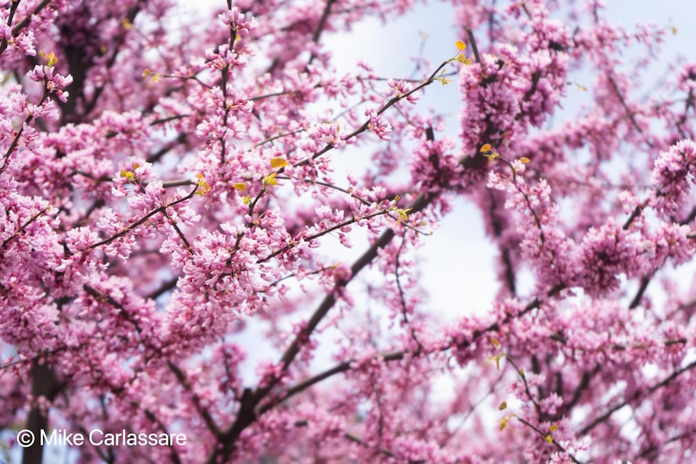 pink flowers on a tree