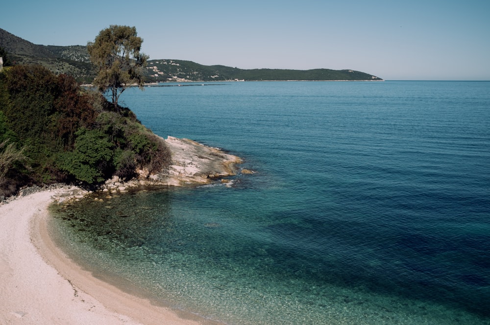 a beach with trees and a body of water