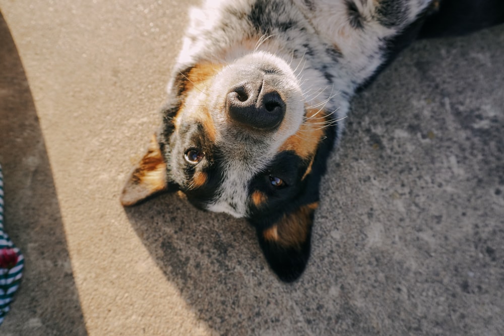 a dog lying on the ground